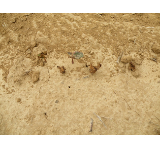 cotton seedling diseasedjpg